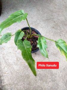 Collection Of 3 Plants Combo