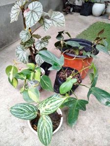 Philo, Pothos,Aglo N Begonia Combo Offer