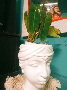 Philodendron Burle Marx