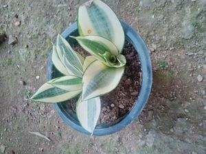 Sansevieria Hahnii Golden Snake Plant