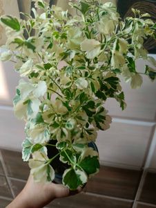 Varigated Aralia With Pot