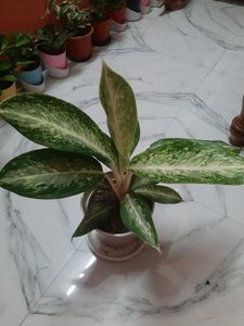 Live Plant Dieffenbachia (Dumb Cane)