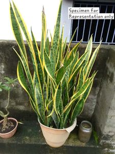 Sansevieria Trifasciata- Yellow Border Snake Plant