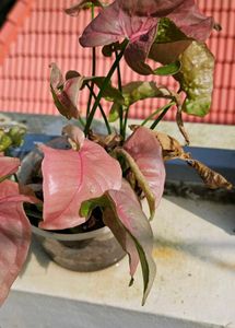 Set Of 3 Well Rooted Pink Synchonium Plants