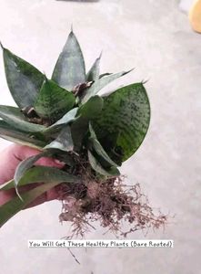 Sansevieria “Hahnii” Birds Nest Dwarf Snake Plant