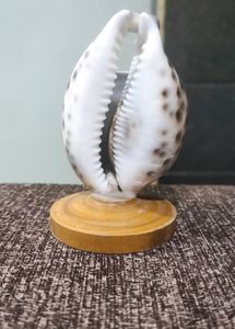 Conch Shaped Pen Stand Very  Beautiful Design