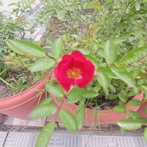 Small Rose Flower Stem