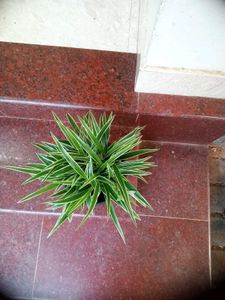 10 Live Root Plants