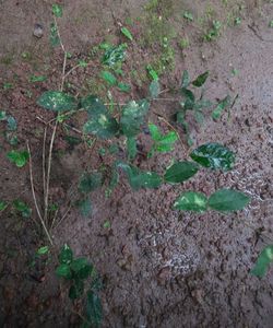 Jasmine Plant (Climbing type)
