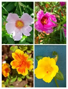 Colorful Assorted Portulaca Flowers- Mansoon Sale