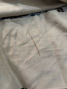 Pant Brown