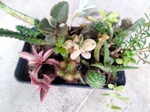Cactus M Seccullents Collection Offer