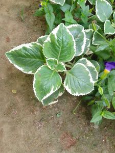 Variegated Mexican Mint
