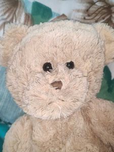 Teddy