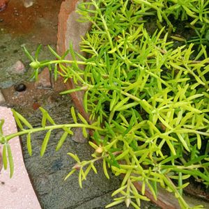 Facewash With Plants