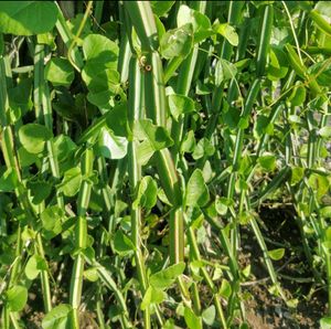 Hadjod, Cissus quadrangularis हड़जोड़
