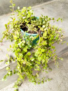 Hanging Plants Combo (4 Varities)