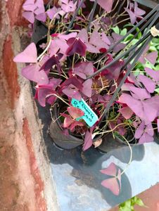 Oxalis Triangular Plant