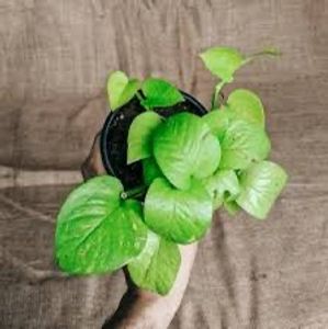 Combo of neon and marble queen pothos
