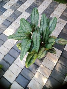 10 Live Root Plants