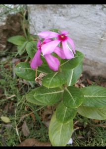 Madagascar Periwinkle Flower 🌸.
