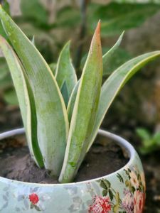 Elegant Floral Succulent in Earthen Pot