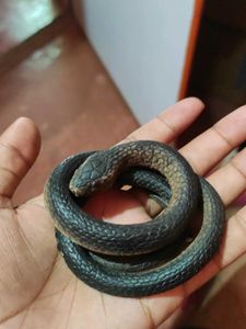 rubber 🐍 snake