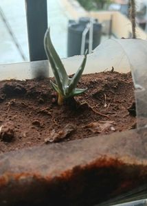 Baby Basket plant and Aloe vera pup