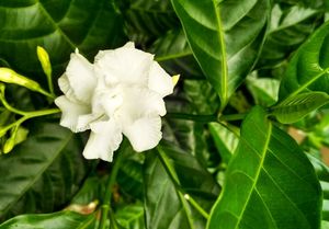 Double Petal Togor Plant With Flowers