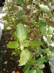 Tulsi Plant