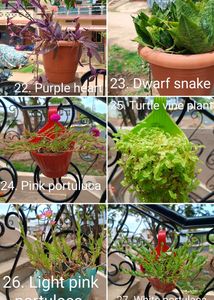 Plants