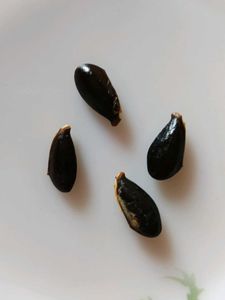 Sabeda Seeds