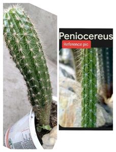 Assorted Combo Secculents N Cactus Offer