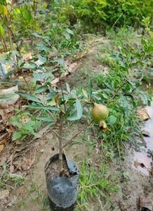 Manjuu Big Size Pomegranate Live Plant Dalim Punic