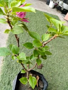 Bourgainvilleas Combo