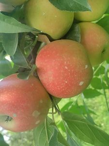 Kashmir Fres apples