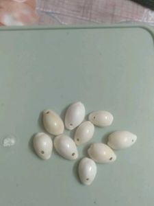 Cowrie Shell Beads
