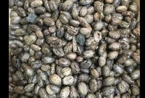 Raw Castor seeds