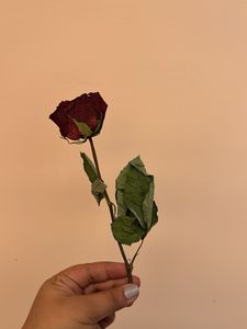 Real Dried Rose