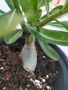 Live Plants (Rate: 150-350/-)