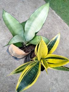 Good Sizes Sansevierias Combo