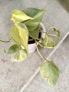 Indoor Plants Collection