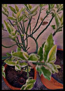 Combo Of 8 Plants For Kitchen Garden