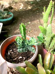 5 Set Of Very Healthy Plants