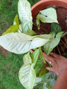 Plant - Syngonium.Green N White Variety