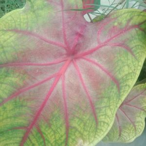 Caladium Plant