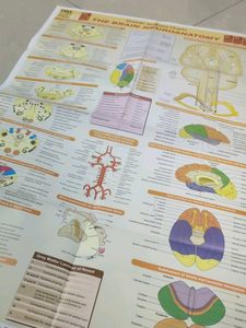 BD Chaurasia Neuroanatomy Ninth Edition