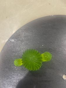 Green Resin Cactus Figurine