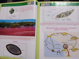 Bioimagica Textbook
