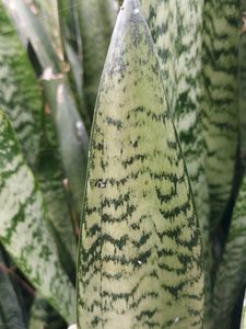 Live snake plant